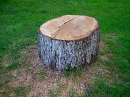 How Our Tree Care Process Works  in  Glade Spring, VA